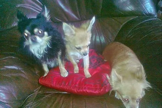 Szceniaki chihuahua