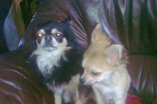 Szceniaki chihuahua