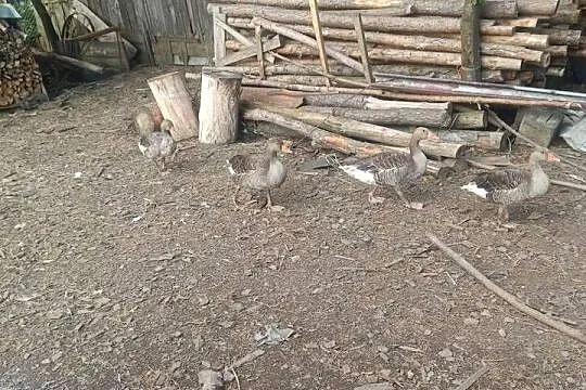 Indyki i gęsi gęgawy, Podkarpackie, Brzeźnica