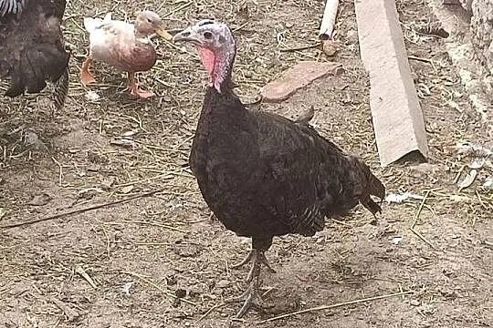 Indyki i gęsi gęgawy, Podkarpackie, Brzeźnica