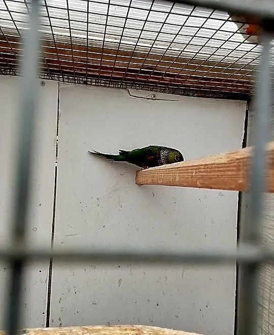 Witam sprzedam samicę rudosterke rupicola, Małopolskie, Uście Solne