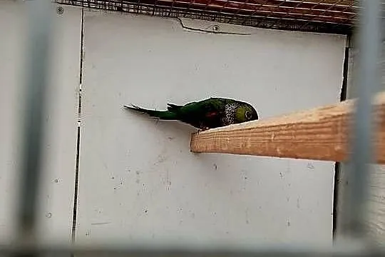 Witam sprzedam samicę rudosterke rupicola, Małopolskie, Uście Solne