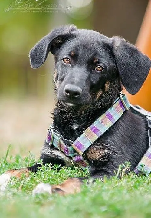 POLO - 6 kg BEZTROSKIEGO dzieciaka do adopcji,