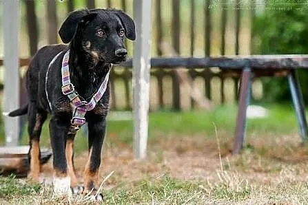 POLO - 6 kg  BEZTROSKIEGO dzieciaka do  adopcji,  