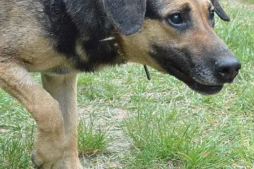 Podaruj dom i nadzieję ślepemu Hektorowi,  wielkop