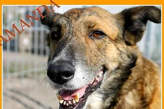 AMANDA-starsza, duża suczka o anielskiej cierpliwości,łagodna.ADOPCJA