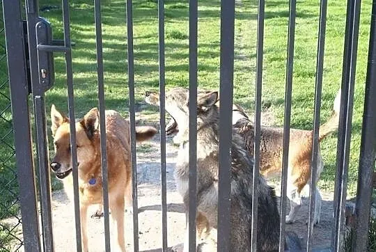 Uwielbiam spacery w towarzystwie człowieka adoptuj mnie i pokochaj, , Wrocław