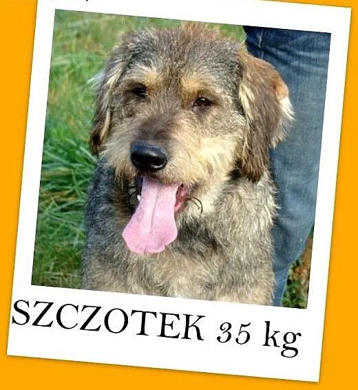 Sznaucer olbrzym mix,pieprz i sól,wesoły,łagodny,