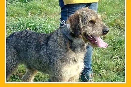 Sznaucer olbrzym mix,pieprz i sól,wesoły,łagodny, 