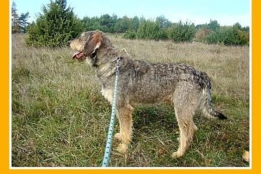 Sznaucer olbrzym mix,pieprz i sól,wesoły,łagodny, 