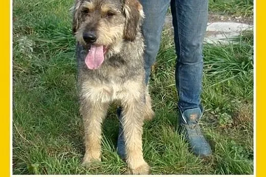 Sznaucer olbrzym mix,pieprz i sól,wesoły,łagodny, 