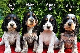 Cocker spaniel angielski