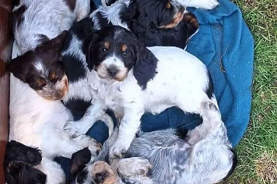 Cocker spaniel angielski, Kujawsko-pomorskie, Kowal