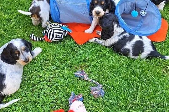 Cocker spaniel angielski, Kujawsko-pomorskie, Kowal