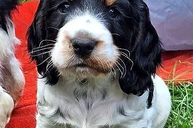 Cocker spaniel angielski, Kujawsko-pomorskie, Kowal