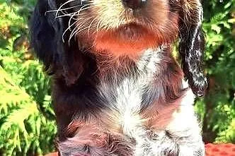 Cocker spaniel angielski, Kujawsko-pomorskie, Kowal