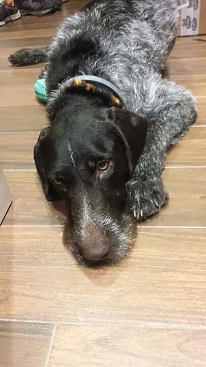 Hardy, młody, przepiękny WYŻEŁ NIEMIECKI do adopcj