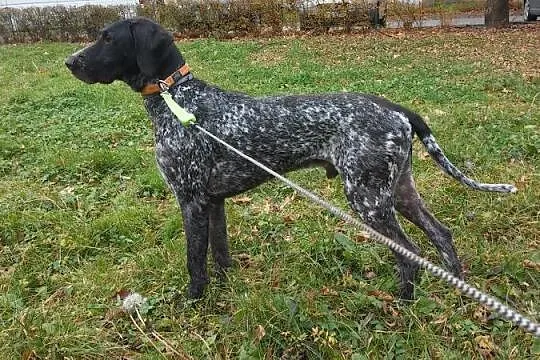 Hardy, młody, przepiękny WYŻEŁ NIEMIECKI do adopcj
