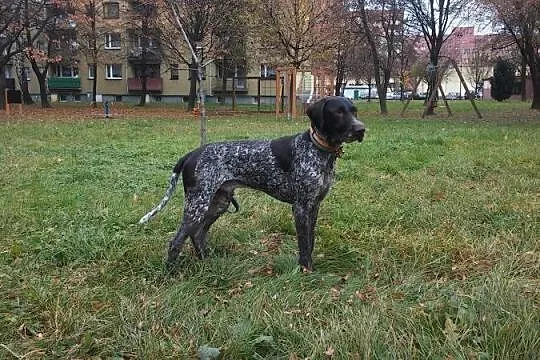 Hardy, młody, przepiękny WYŻEŁ NIEMIECKI do adopcj