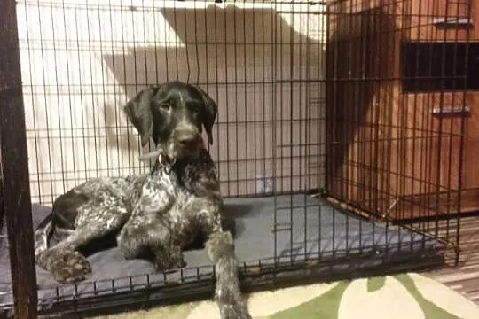 Hardy, młody, przepiękny WYŻEŁ NIEMIECKI do adopcj