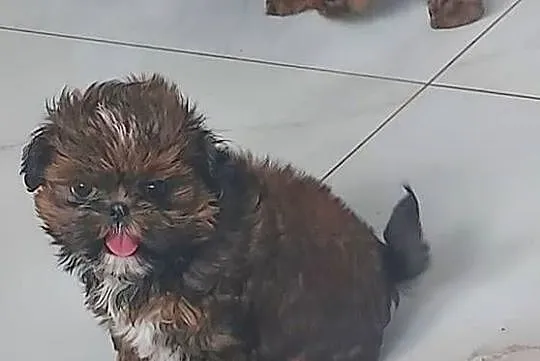Suczka Shih-Tzu