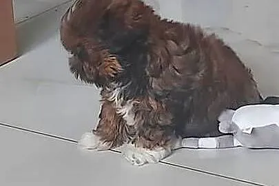 Suczka Shih-Tzu, Mazowieckie, Radom