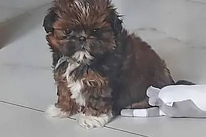 Suczka Shih-Tzu, Mazowieckie, Radom