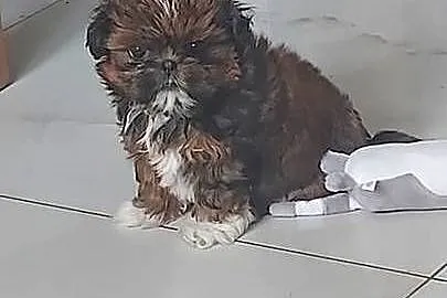 Suczka Shih-Tzu, Mazowieckie, Radom