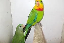 Papuga Tarczowa BARABANDA, Nowy Tomyśl