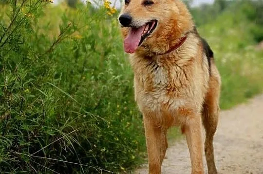 REKSIO piękny grzeczny pies w typie owczarka szuka