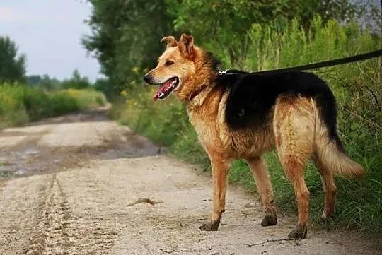 REKSIO piękny grzeczny pies w typie owczarka szuka