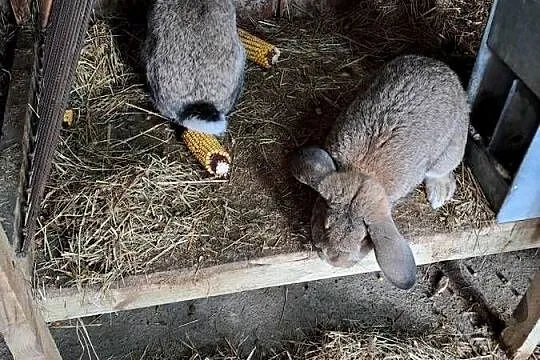 Króliki na chów, Dolnośląskie, Roztocznik