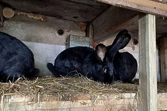 Króliki na chów, Dolnośląskie, Roztocznik