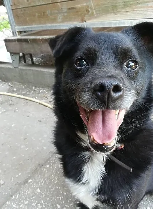 Zgryzio-najmniejszy pies w schronisku, kontaktowy i pogodny, pewny siebie mikropies! ADOPCJA, Małopolskie, Kraków