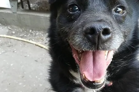 Zgryzio-najmniejszy pies w schronisku, kontaktowy i pogodny, pewny siebie mikropies! ADOPCJA, Małopolskie, Kraków