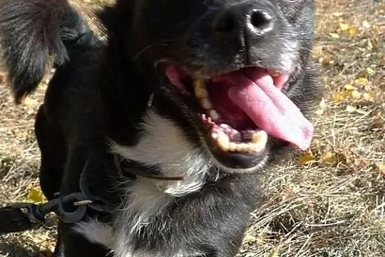 Zgryzio-najmniejszy pies w schronisku, kontaktowy i pogodny, pewny siebie mikropies! ADOPCJA, Małopolskie, Kraków