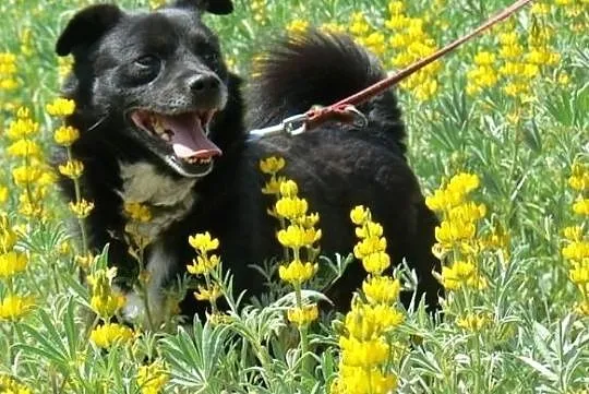 Zgryzio-najmniejszy pies w schronisku, kontaktowy i pogodny, pewny siebie mikropies! ADOPCJA, Małopolskie, Kraków