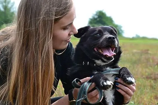 Zgryzio-najmniejszy pies w schronisku, kontaktowy i pogodny, pewny siebie mikropies! ADOPCJA, Małopolskie, Kraków