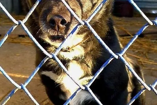 Zgryzio-najmniejszy pies w schronisku, kontaktowy i pogodny, pewny siebie mikropies! ADOPCJA, Małopolskie, Kraków