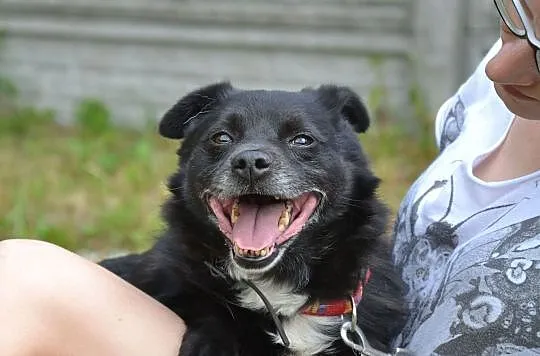 Zgryzio-najmniejszy pies w schronisku, kontaktowy i pogodny, pewny siebie mikropies! ADOPCJA, Małopolskie, Kraków