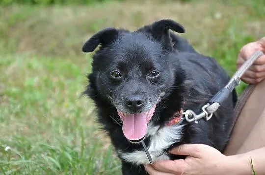 Zgryzio-najmniejszy pies w schronisku, kontaktowy i pogodny, pewny siebie mikropies! ADOPCJA, Małopolskie, Kraków