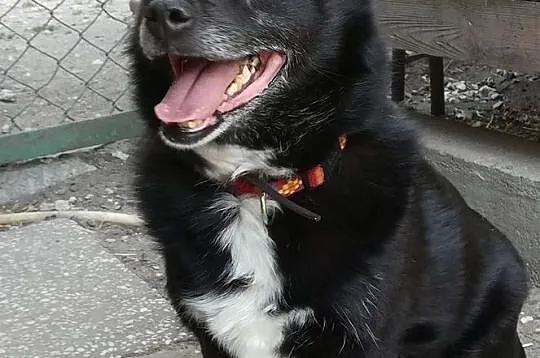 Zgryzio-najmniejszy pies w schronisku, kontaktowy i pogodny, pewny siebie mikropies! ADOPCJA, Małopolskie, Kraków