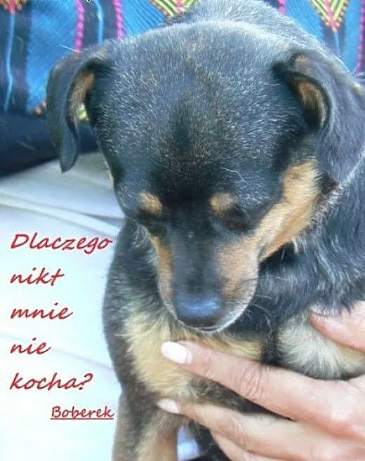Boberek. Bezdomny i niekochany , małopolskie Krak