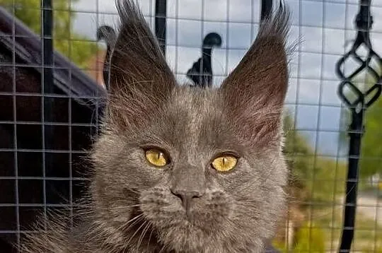 Niebieski kocurek Maine Coon - FPL