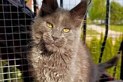 Niebieski kocurek Maine Coon - FPL, Pomorskie, Gdańsk