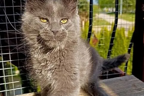 Niebieski kocurek Maine Coon - FPL, Pomorskie, Gdańsk