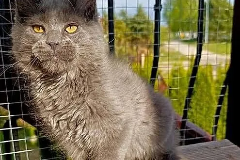 Niebieski kocurek Maine Coon - FPL, Pomorskie, Gdańsk