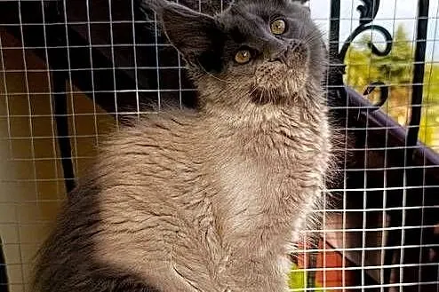 Niebieski kocurek Maine Coon - FPL, Pomorskie, Gdańsk