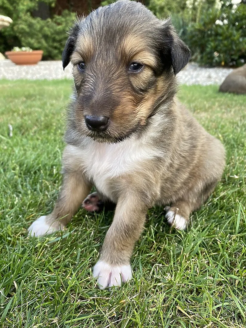 szczeniak owczarek szkocki collie, Opolskie, Karczów