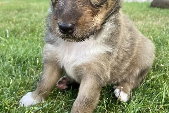 szczeniak owczarek szkocki collie, Opolskie, Karczów